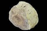 Fossil Dinosaur Vertebra - Judith River Formation #144956-1